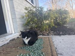 Found/Stray Male Cat last seen In Avondale neighborhood by the Cincinnati zoo, Cincinnati, OH 45229