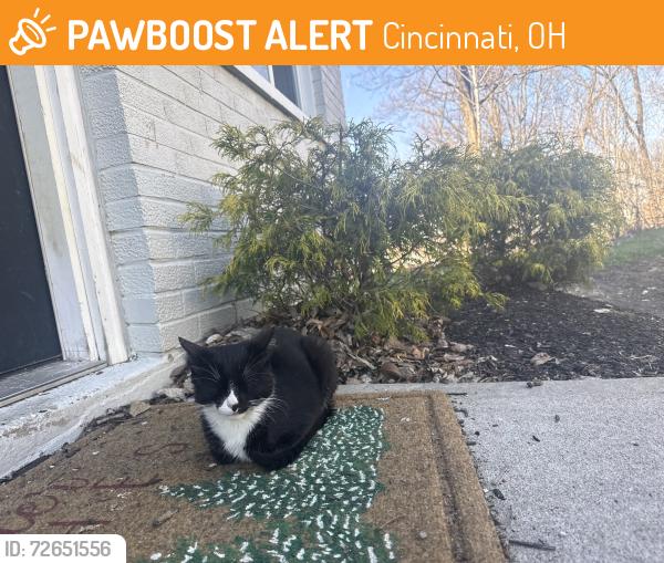 Found/Stray Male Cat last seen In Avondale neighborhood by the Cincinnati zoo, Cincinnati, OH 45229