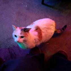 Lost Female Cat last seen Side of the High School, HS football field, Cardinal, Atmosphere, Hill St, Center St, Fayetteville, AR 72701