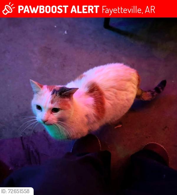 Lost Female Cat last seen Side of the High School, HS football field, Cardinal, Atmosphere, Hill St, Center St, Fayetteville, AR 72701
