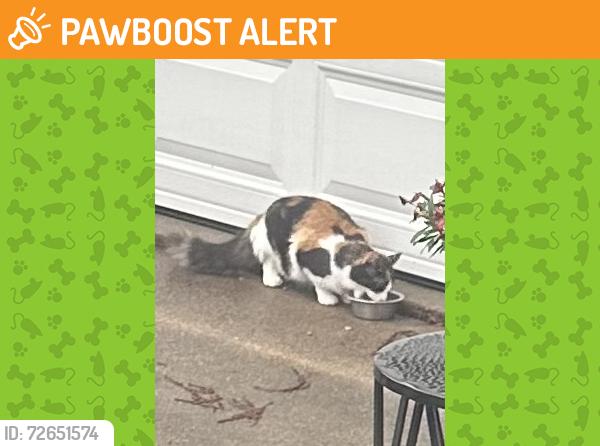 Found/Stray Female Cat last seen Last western half of street, Taylor Lake Village, TX 77586