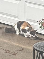 Found/Stray Female Cat last seen Last western half of street, Taylor Lake Village, TX 77586