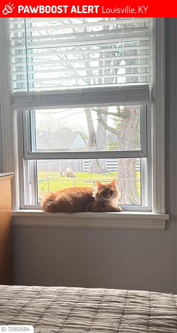 Lost Male Cat last seen Near Aspen ave, Louisville, KY 40258
