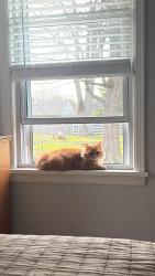 Lost Male Cat last seen Near Aspen ave, Louisville, KY 40258