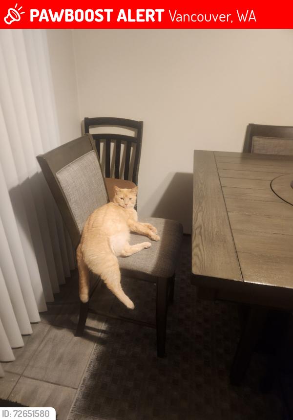 Lost Male Cat last seen 125th Ave & 17th Circle  Vancouver Washington, Vancouver, WA 98684