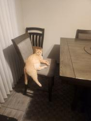 Lost Male Cat last seen 125th Ave & 17th Circle  Vancouver Washington, Vancouver, WA 98684