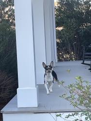 Found/Stray Male Dog last seen Between Fuller Mill Rd and Kennedy Farm Rd, Thomasville, NC 27360