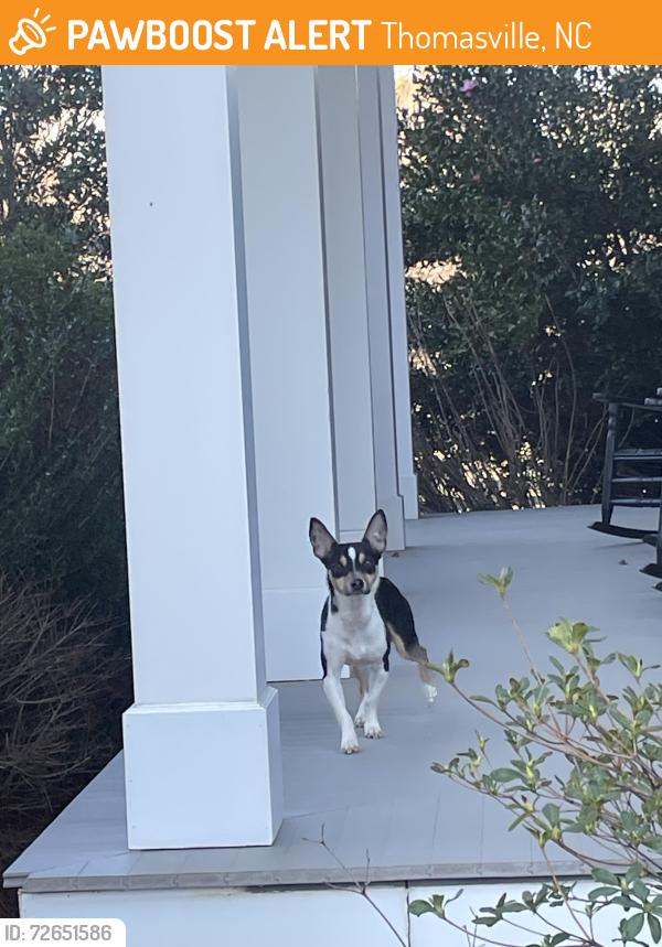 Found/Stray Male Dog last seen Between Fuller Mill Rd and Kennedy Farm Rd, Thomasville, NC 27360