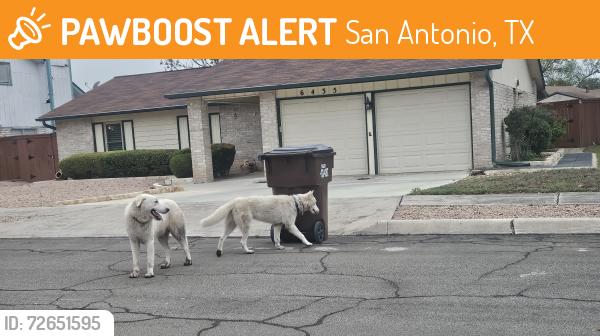 Found/Stray Unknown Dog last seen Huebner and gristmill, San Antonio, TX 78238