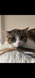 Lost Female Cat last seen Gateway dr by the woods , Marlow Heights, MD 20748