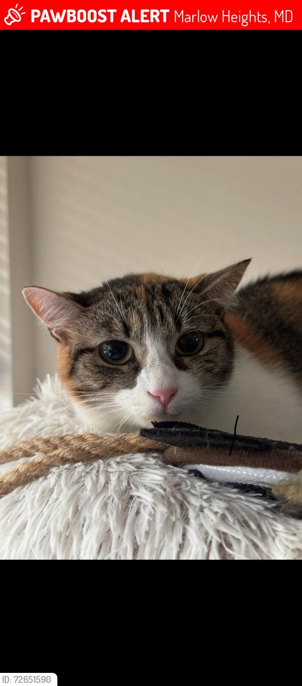 Lost Female Cat last seen Gateway dr by the woods , Marlow Heights, MD 20748