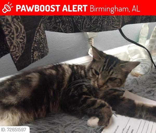 Lost Female Cat last seen Near Williamsburg Dr , Birmingham, AL 35215