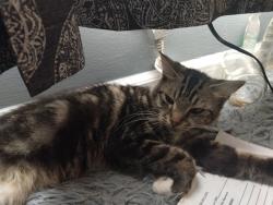 Lost Female Cat last seen Near Williamsburg Dr , Birmingham, AL 35215