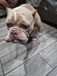 Found/Stray Female Dog last seen Near SW 181 Ter. , Miami, 33157, Miami, FL 33157