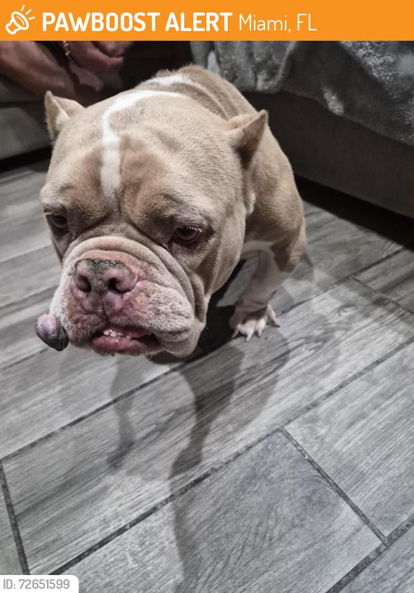 Found/Stray Female Dog last seen Near SW 181 Ter. , Miami, 33157, Miami, FL 33157