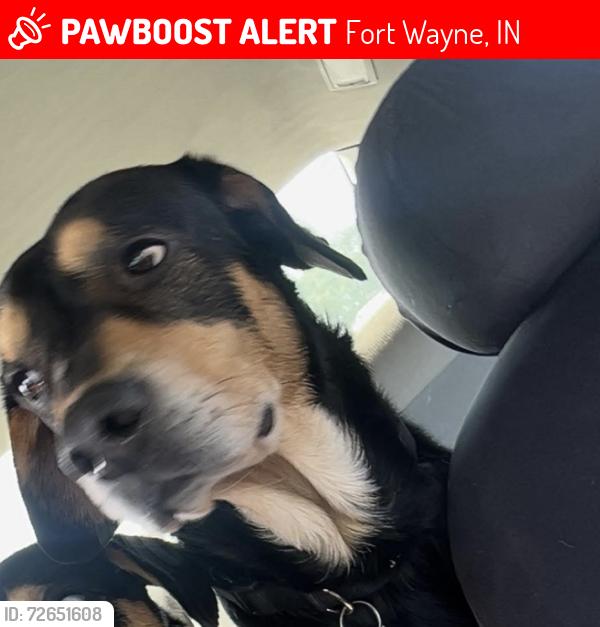 Lost Male Dog last seen Healthe food shoppe, Fort Wayne, IN 46808