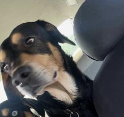 Lost Male Dog last seen Healthe food shoppe, Fort Wayne, IN 46808