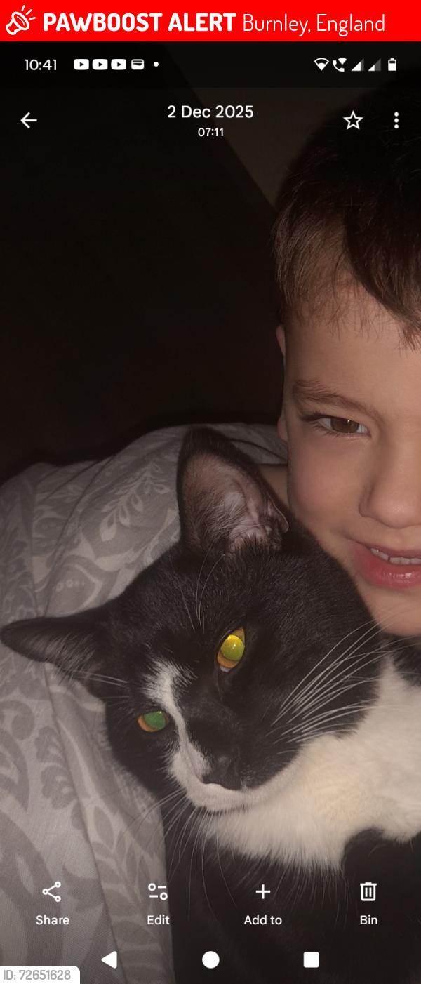 Lost Male Cat last seen Turf moor burnley, Burnley, England 