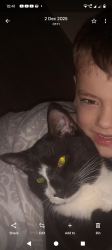 Lost Male Cat last seen Turf moor burnley, Burnley, England 