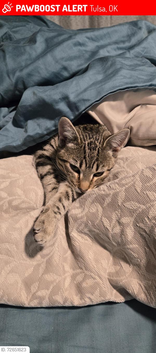Lost Female Cat last seen 71st and Yale, Tulsa, OK 74136