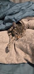 Lost Female Cat last seen 71st and Yale, Tulsa, OK 74136