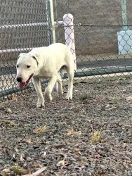 Found/Stray Male Dog last seen Country club and Ajo , Tucson, AZ 85713