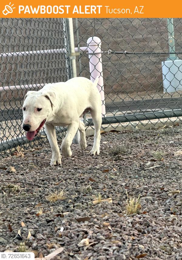Found/Stray Male Dog last seen Country club and Ajo, Tucson, AZ 85713