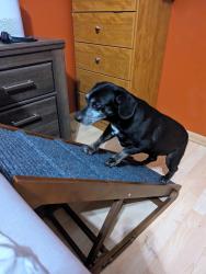 Lost Male Dog last seen Whistler, San Antonio, TX 78239