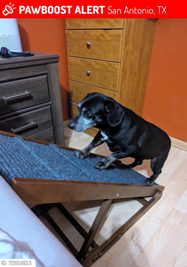 Lost Male Dog last seen Whistler, San Antonio, TX 78239
