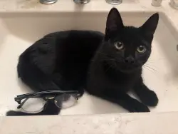 Found/Stray Female Cat last seen Central and 50th, Columbia Heights, MN 55421