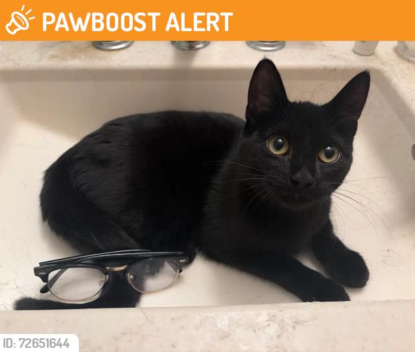 Found/Stray Female Cat last seen Central and 50th, Columbia Heights, MN 55421