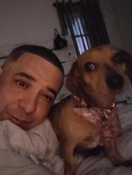 Lost Female Dog last seen 39th st and sw 5th pl, Cape Coral, FL 33914