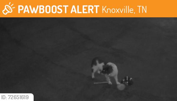Found/Stray Unknown Dog last seen Off Kingston Pike across from Weigels (Ashley Oaks), Knoxville, TN 37922
