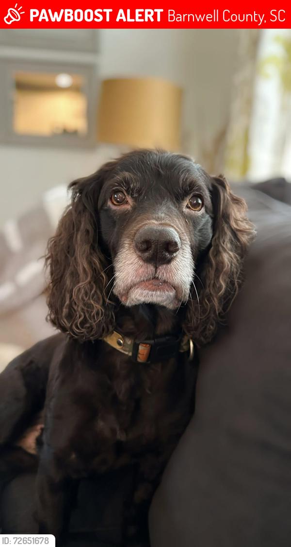 Lost Male Dog last seen Corneilia Ann Road & HWY 37, Barnwell County, SC 29817