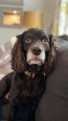 Lost Male Dog last seen Corneilia Ann Road & HWY 37, Barnwell County, SC 29817