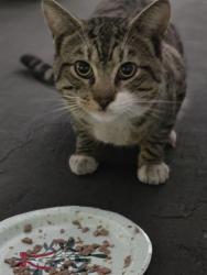 Found/Stray Unknown Cat last seen Lincoln and grand anaheim, Anaheim, CA 92804