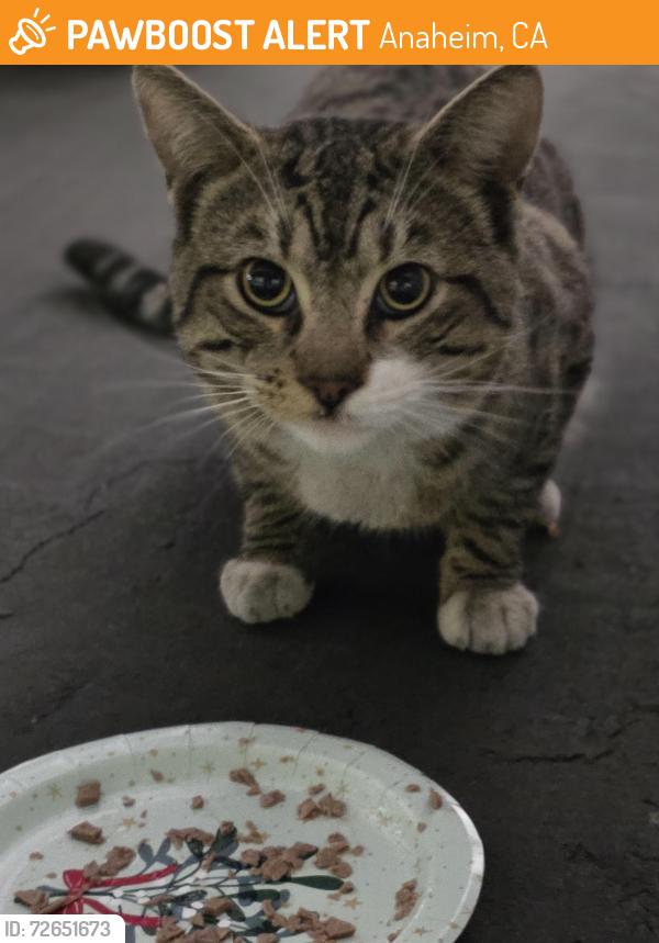 Found/Stray Unknown Cat last seen Lincoln and grand anaheim, Anaheim, CA 92804