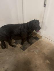 Found/Stray Female Dog last seen Near Crossroads Gas Station, Newnan, GA 30263