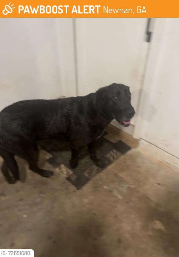Found/Stray Female Dog last seen Near Crossroads Gas Station, Newnan, GA 30263