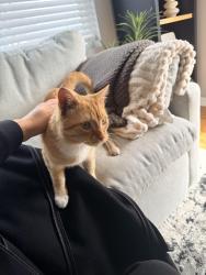 Lost Male Cat last seen Near N 39th Ave, Stone Park, IL 60165, Stone Park, IL 60165