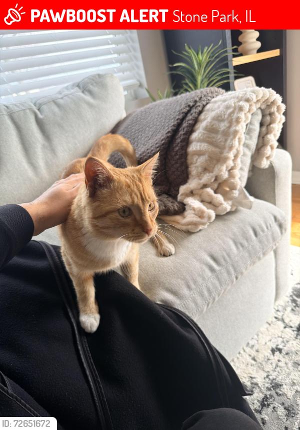 Lost Male Cat last seen Near N 39th Ave, Stone Park, IL 60165, Stone Park, IL 60165