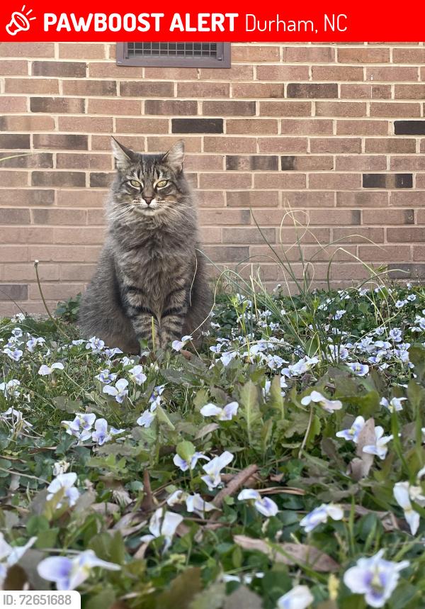 Lost Female Cat last seen Near Russell Rd, Durham, NC 27712