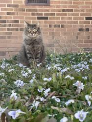 Lost Female Cat last seen Near Russell Rd, Durham, NC 27712