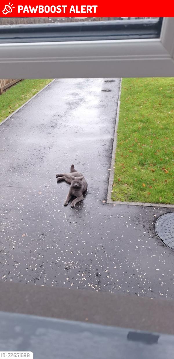 Lost Male Cat last seen Alness street and low waters area, South Lanarkshire, Scotland ML3