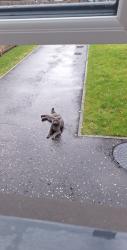 Lost Male Cat last seen Alness street and low waters area, South Lanarkshire, Scotland ML3