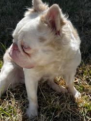 Lost Male Dog last seen Zip code 77091 , Houston, TX 77091