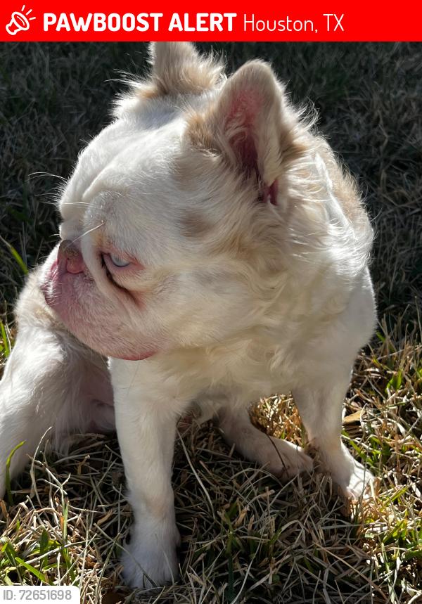 Lost Male Dog last seen Zip code 77091 , Houston, TX 77091