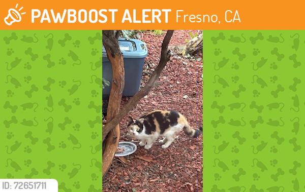 Found/Stray Female Cat last seen Tuolumne St and M St, Fresno, CA 93721
