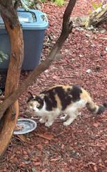 Found/Stray Female Cat last seen Tuolumne St and M St, Fresno, CA 93721