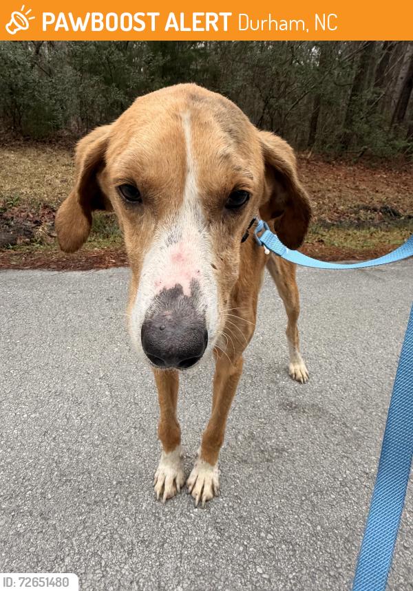 Found/Stray Male Dog last seen Croatan National Forest, Durham, NC 27704